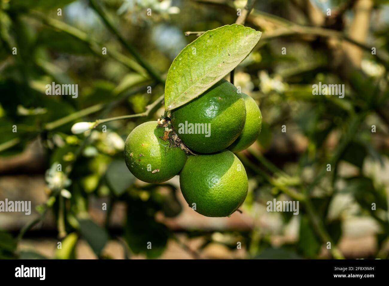 Es gibt grünes Malz, das im Hinterhof angebaut wird, und drei Obstbäume Stockfoto