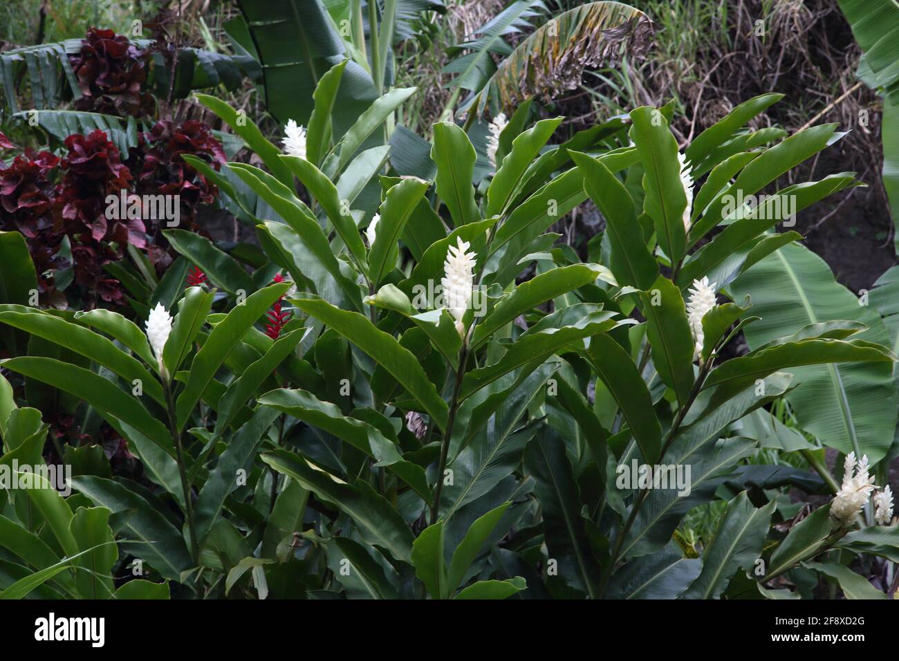 Mount Cinnamon Grenada White Ginger Lilies Stockfoto