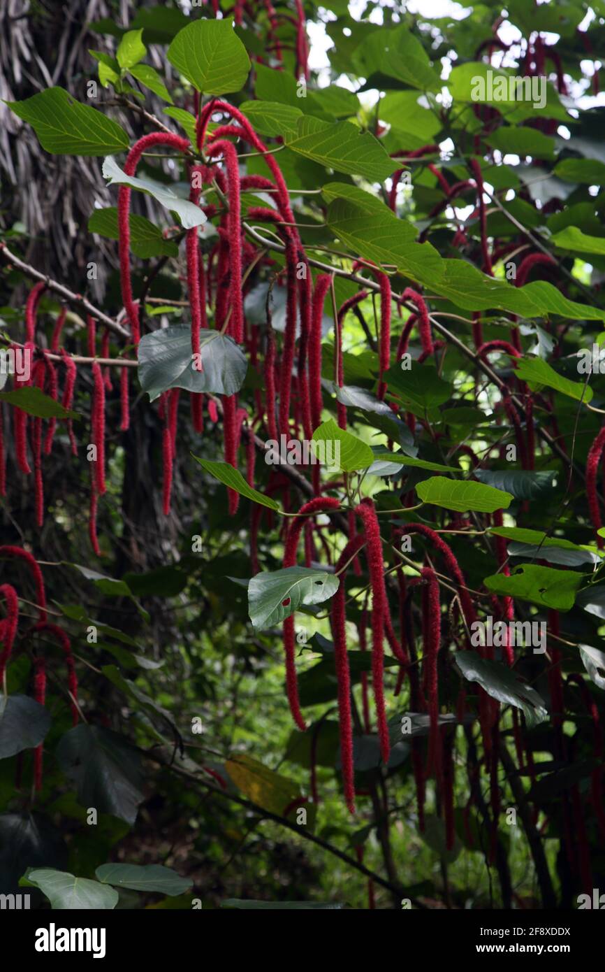 Willis Grenada Annandale Falls Rote hängende Blüten der Chenille Anlage Stockfoto