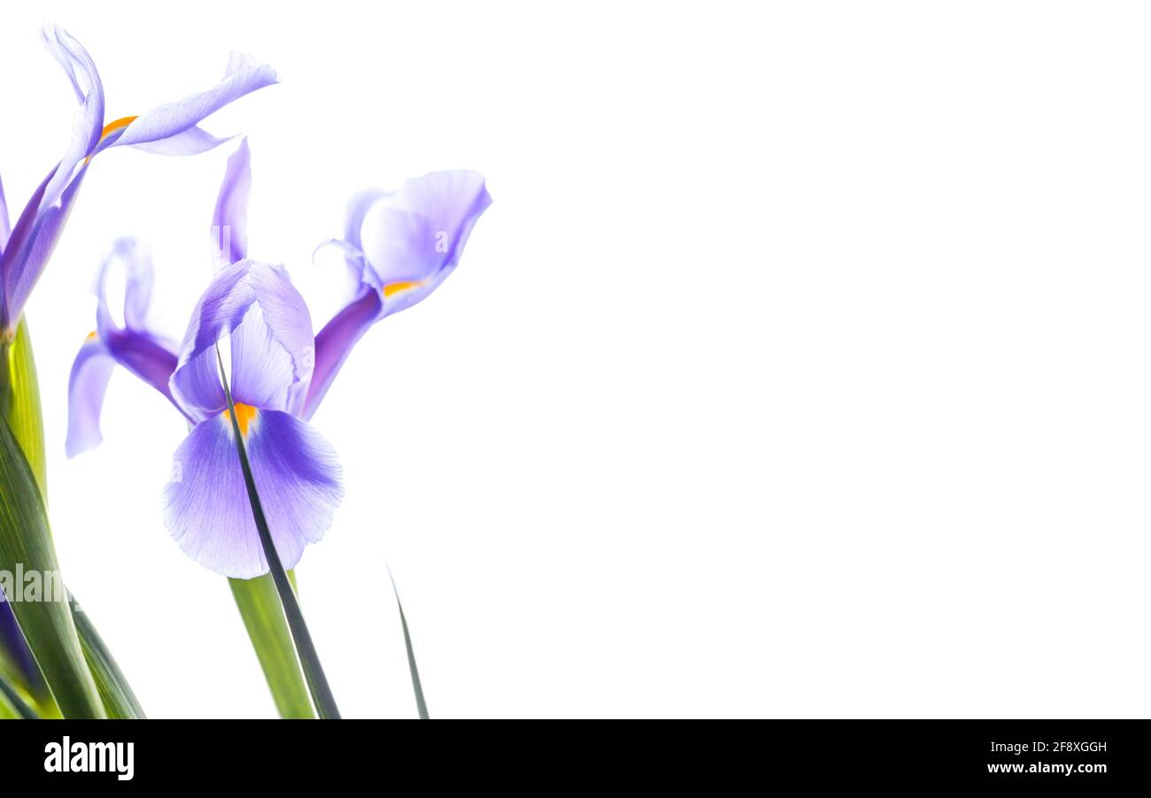 Vorlage für Einladungskarten mit zarten japanischen Iris und Kopierfläche. Dekorative Blumen isoliert auf weißem Hintergrund, Makro-Foto mit selektiven Stockfoto
