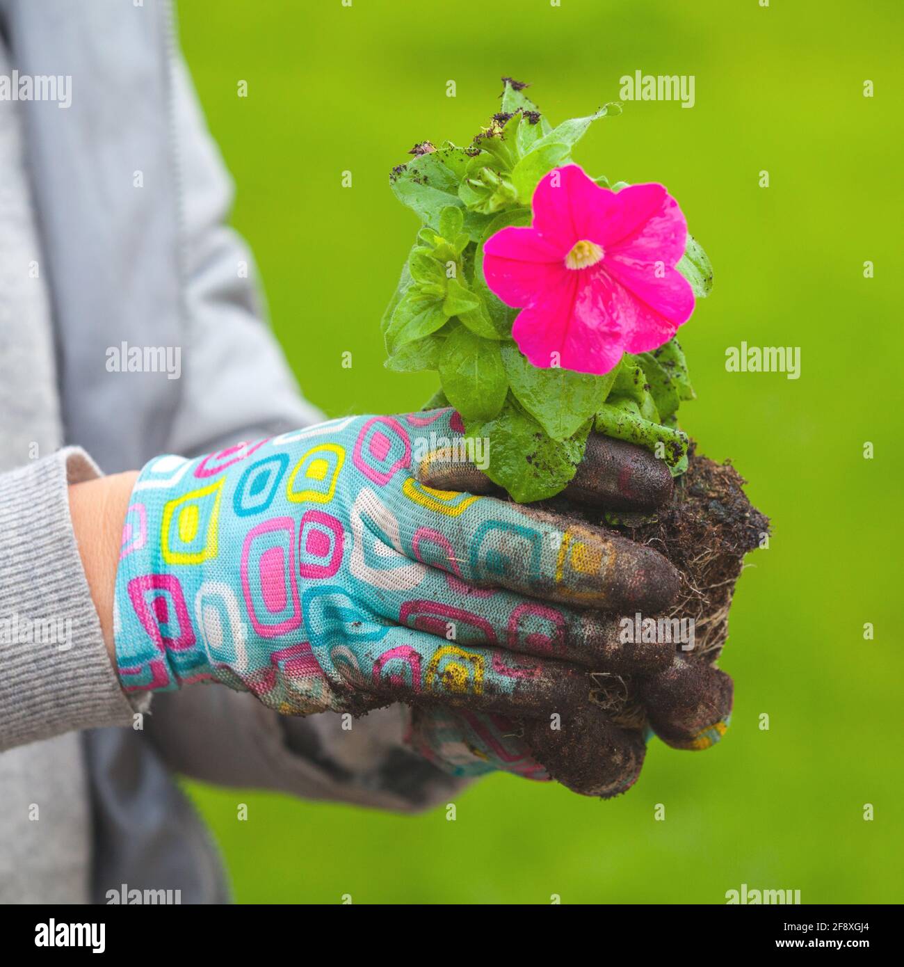Gärtner hält Petunia-Sämling mit rosa Blüten in den Händen, Nahaufnahme mit selektivem Fokus Stockfoto