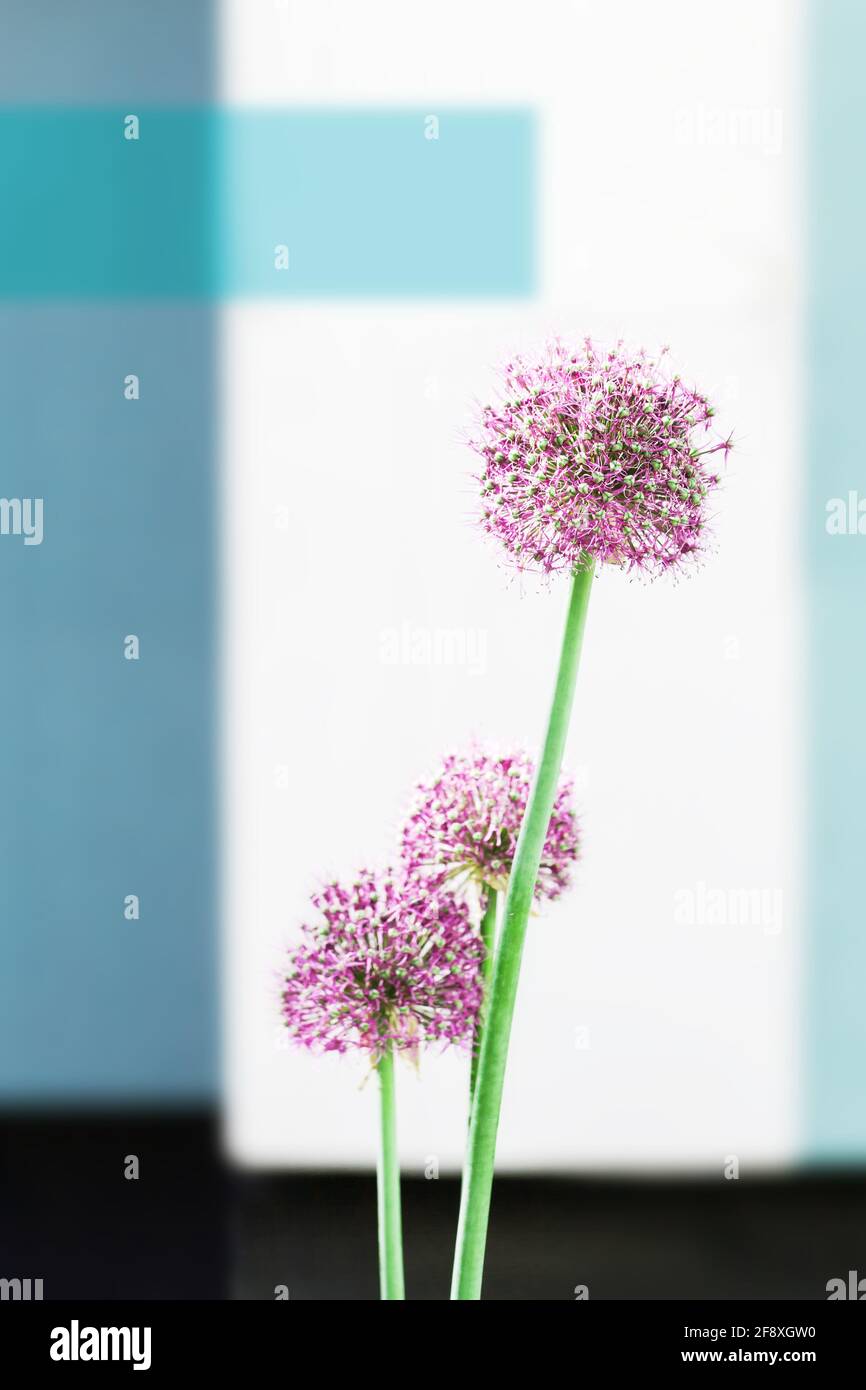 Abstraktes vertikales Hintergrundfoto mit wilden, hohen rosa Blumen auf verschwommenem Wandhintergrund. Allium aflatunense Stockfoto