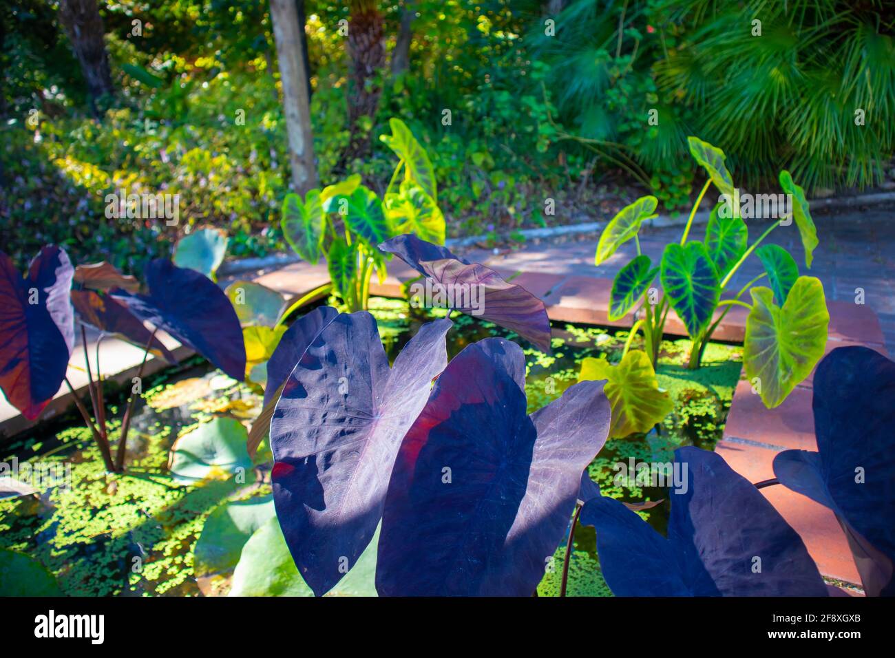 Stellenbosch University Botanical Garden, Kapstadt, Südafrika 08-04-2021 große schwarze und grüne Blätter hängen über einem kleinen Teich. Stockfoto