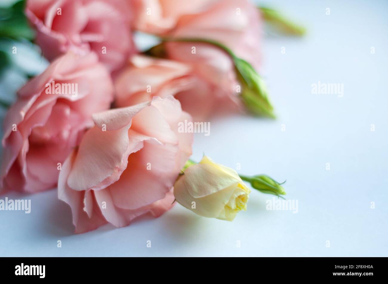 Schöne rosa eustoma Blume (lisianthus) in voller Blüte mit grünen Blättern.  Blumenstrauß auf weißem Hintergrund. Weichfokus Stockfotografie - Alamy