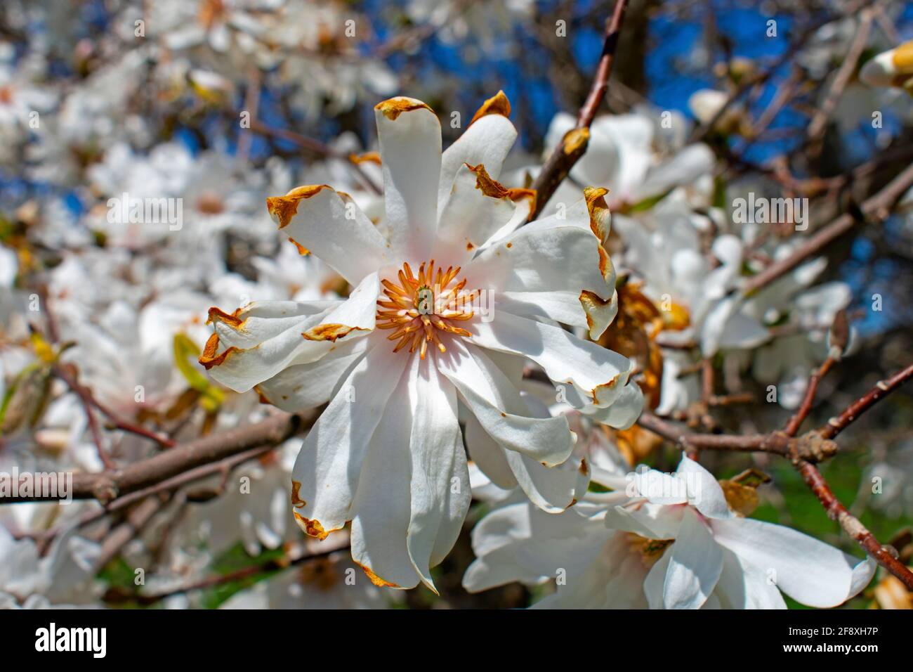 Nahaufnahme der Magnolienbaumblume, die ihre Blüte hinter sich hat, mit trockenen, verbrannten Spitzen um die Blütenblätter Stockfoto
