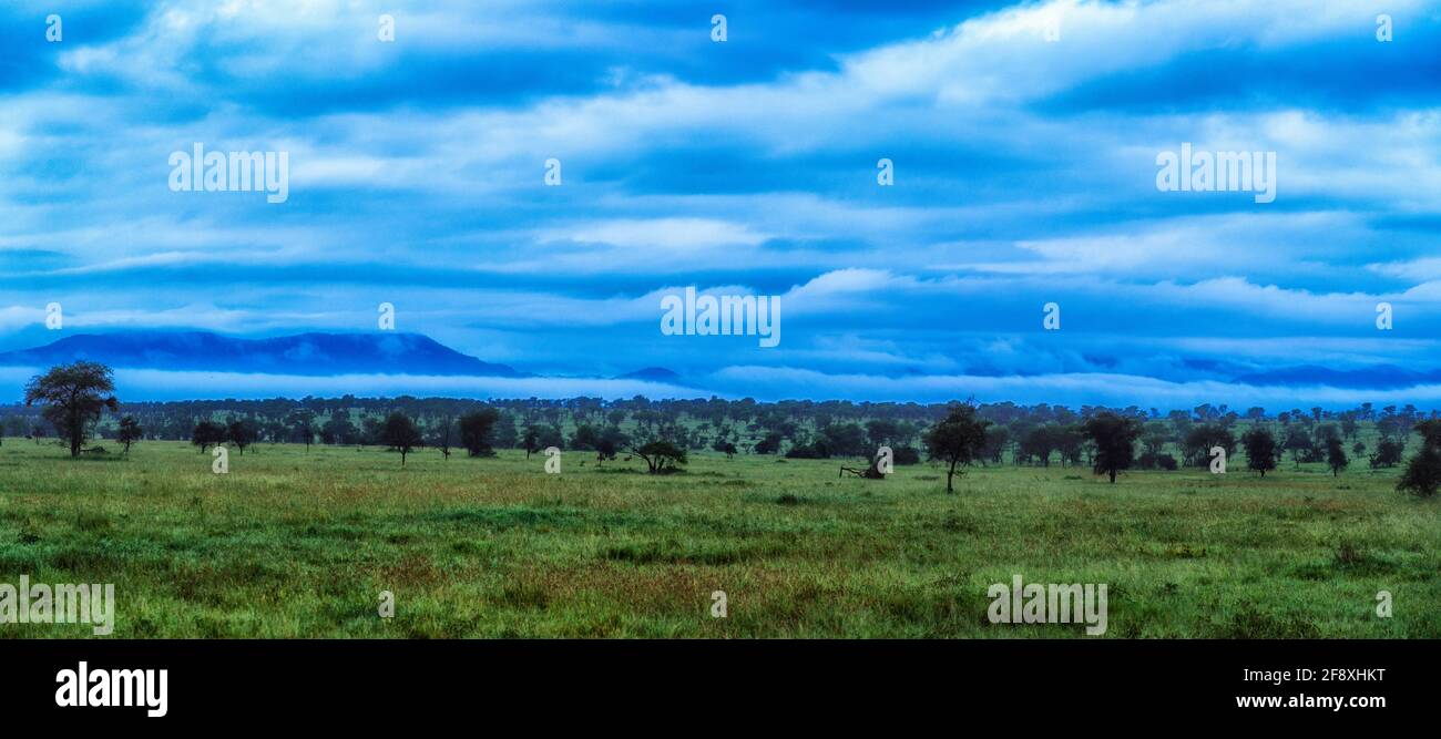 Savannah mit Bäumen unter bewölktem Himmel, Serengeti, Tansania, Ostafrika Stockfoto