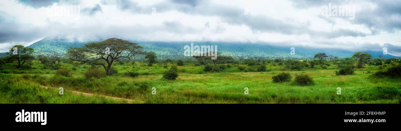 Savannah mit Akazien unter bewölktem Himmel, Serengeti, Tansania, Ostafrika Stockfoto