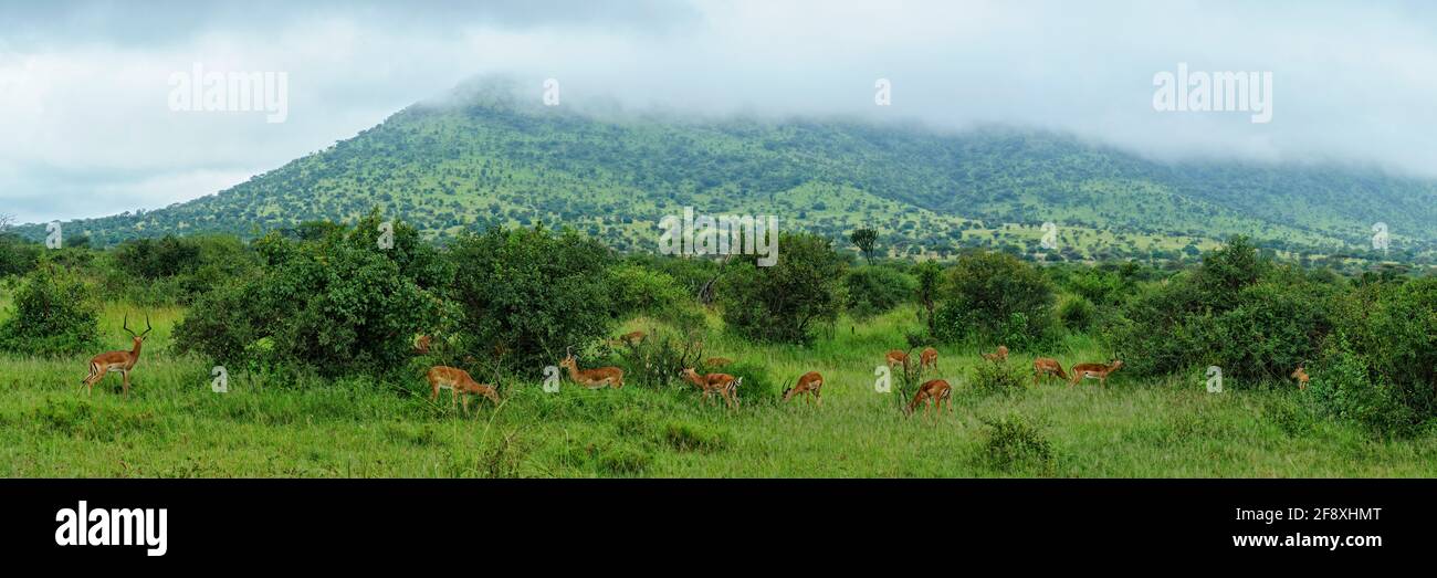 Savannah mit Impalas unter bewölktem Himmel, Serengeti, Tansania, Ostafrika Stockfoto