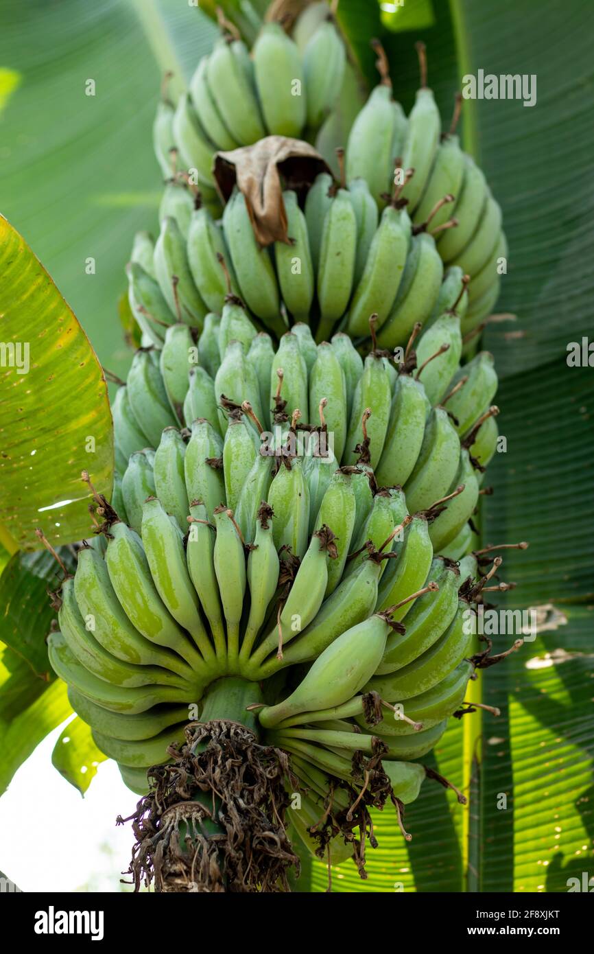Grüne Bananen sind ein Kraftpaket von Vitaminen und Mineralstoffen und Sowohl reife als auch unreife Bananen haben vor- und Nachteile Stockfoto