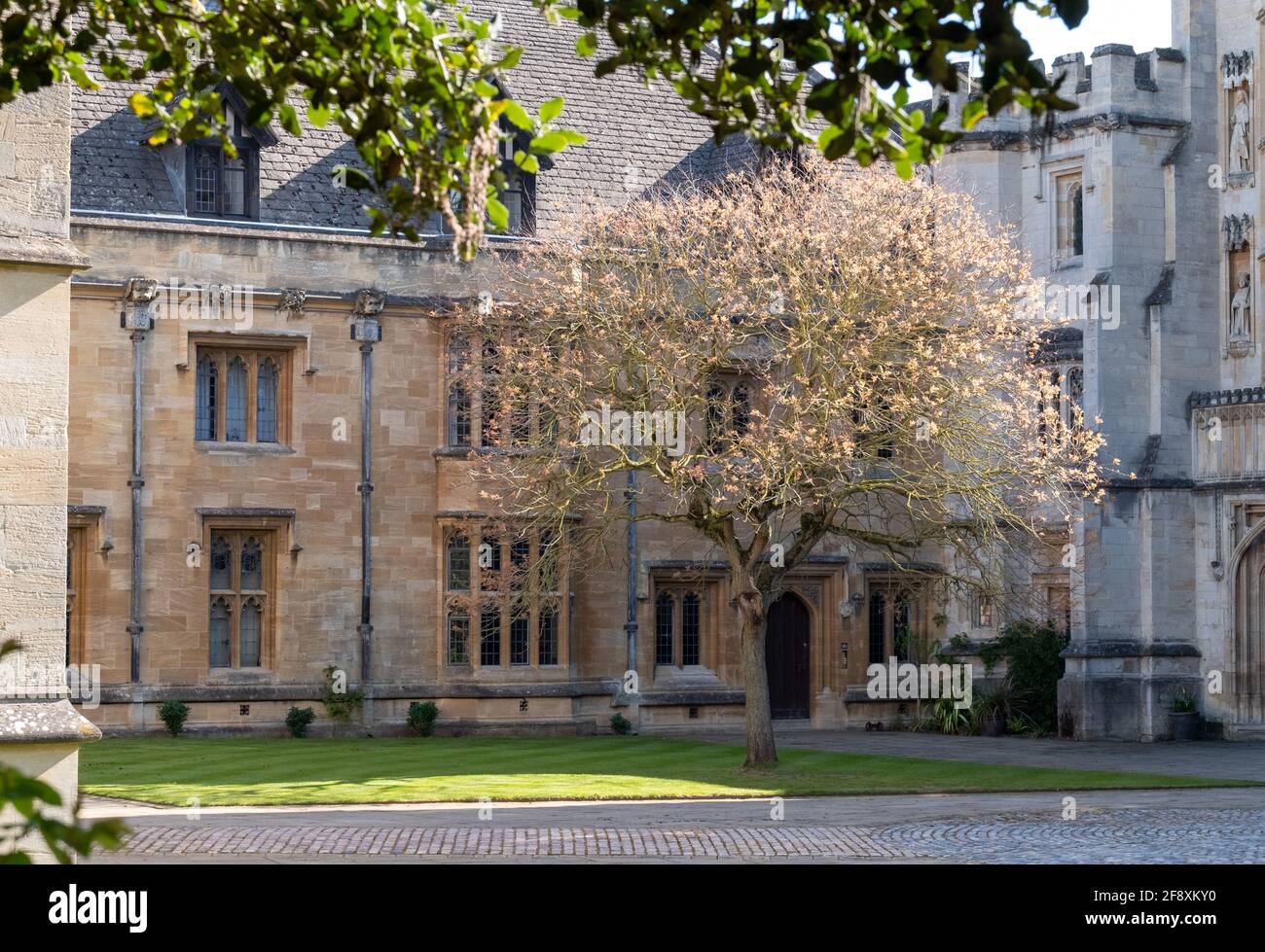 Blühender Baum in St. John's Quad auf dem Campus des Magdalen College, University of Oxford, Großbritannien. Stockfoto