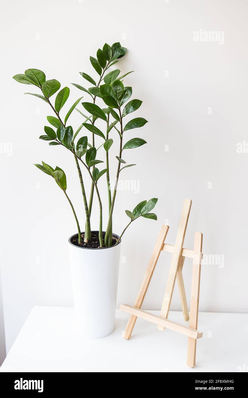 Gartenkonzept. Ein vertikales Foto einer Zimmerpflanze zamiokulkas, die in einem weißen Topf wächst, steht eine Staffelei auf einem Tisch Stockfoto