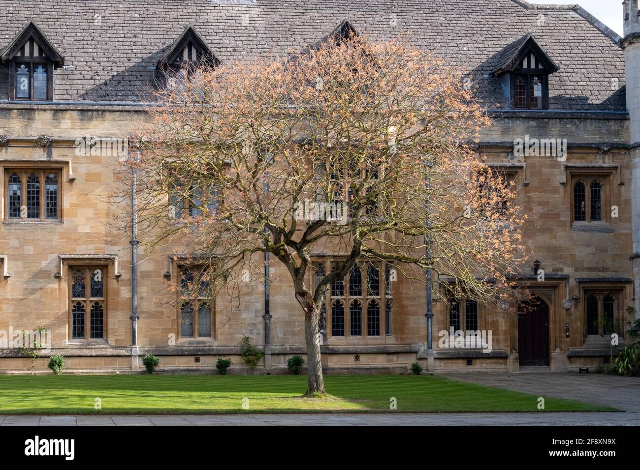 Blühender Baum in St. John's Quad auf dem Campus des Magdalen College, University of Oxford, Großbritannien. Stockfoto