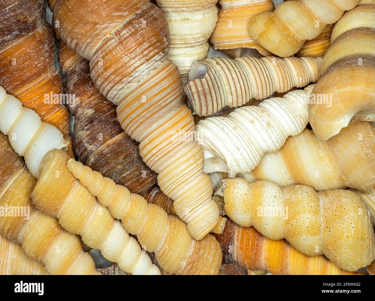 Nahaufnahme der gelben Muschelschalen Stockfoto