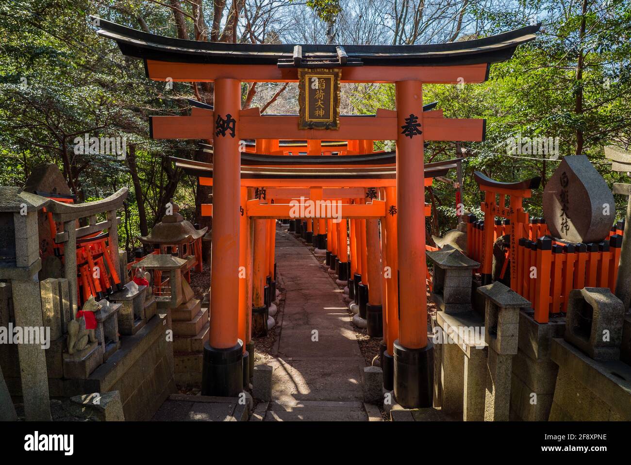 Fushimi Inari Taisha, der durch Tausende von roten Torii-Toren im religiösen japanischen Shinto-Schrein, Fushimi-ku, Kyoto, Japan, geht. Stockfoto