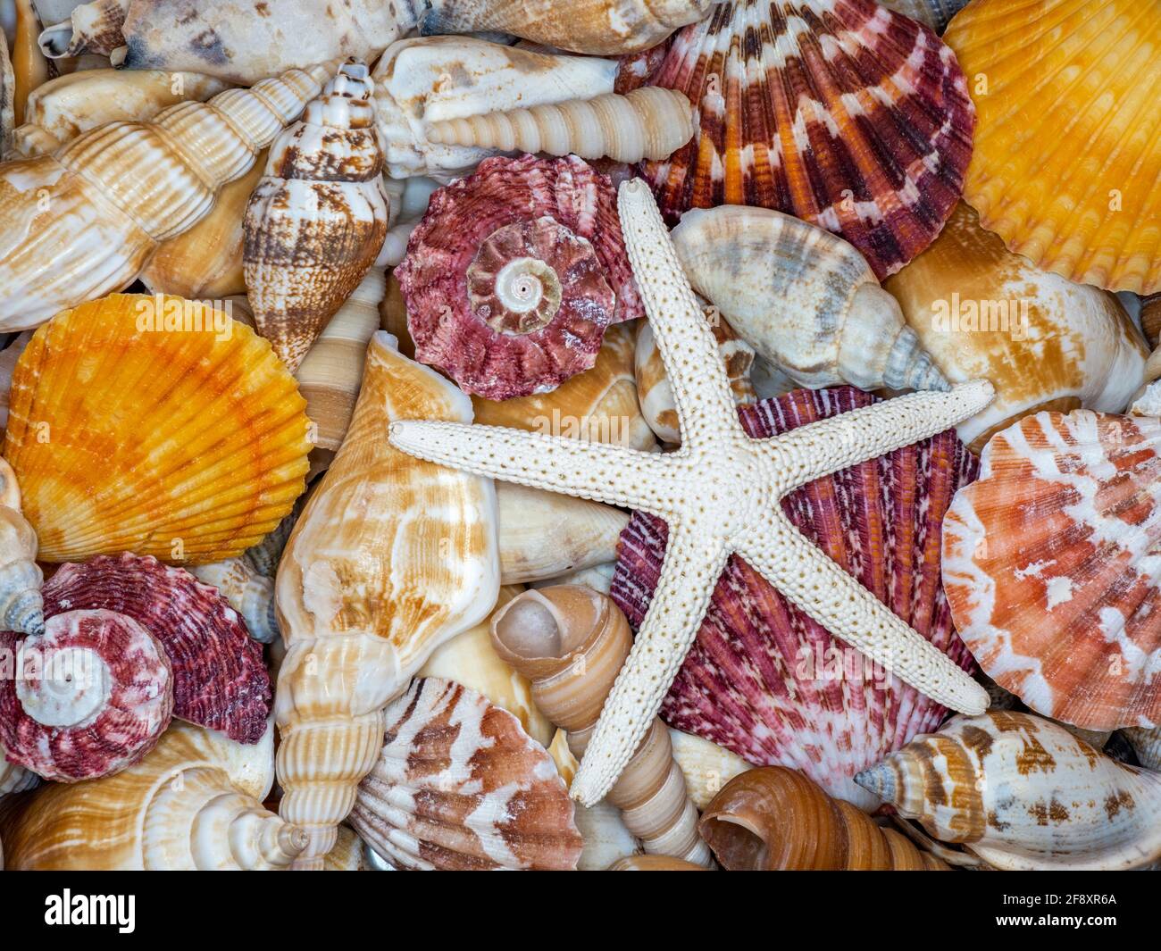 Nahaufnahme verschiedener farbenfroher Muscheln Stockfoto