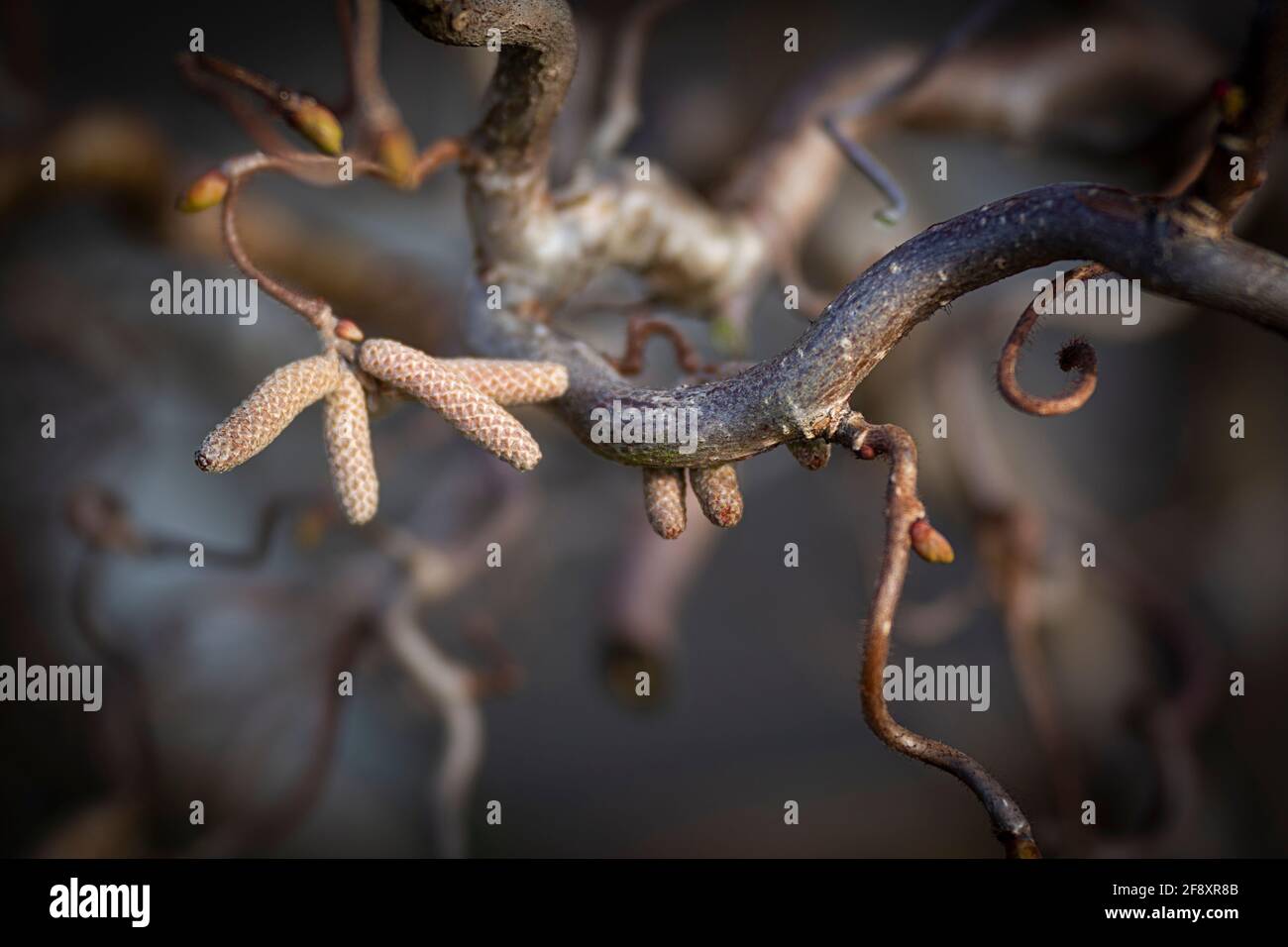 WA19370-00...WASHINGTON - Saatkegel und neue Knospen auf einem verdrehten Busch. Stockfoto