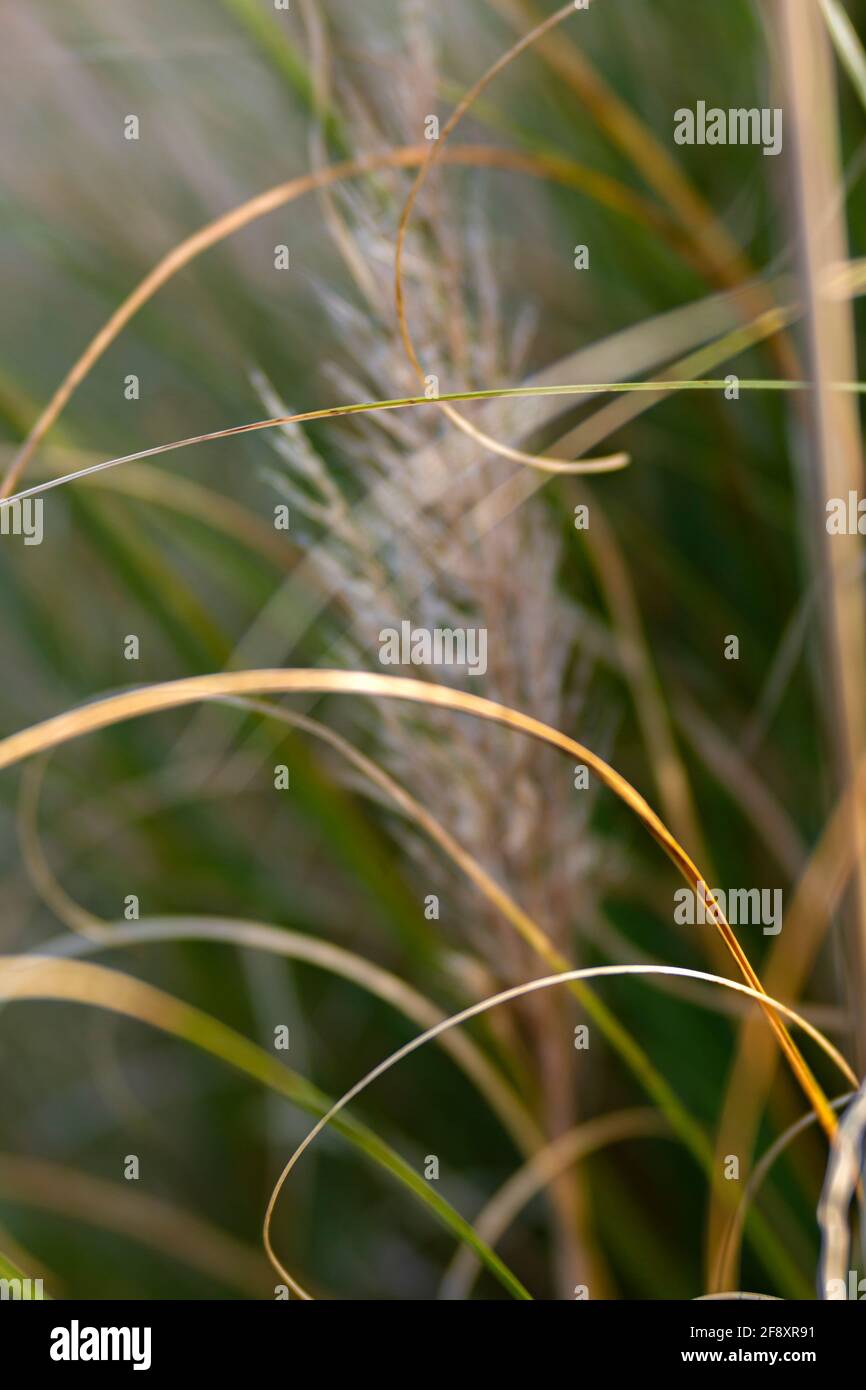 WA19372-00...WASHINGTON - Pampas Gras fotografiert mit einem Lensbaby Velvet 85. Stockfoto