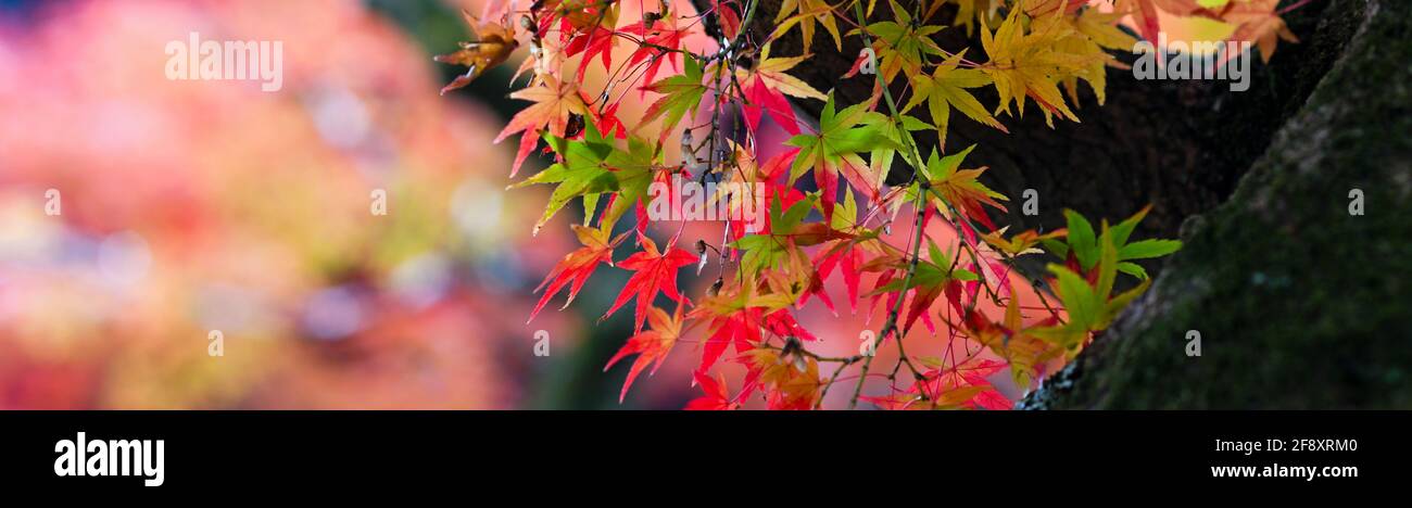 Japanische Ahornblätter in Herbstfarbe, Shinnyo-do Buddhist Temple, Kyoto, Japan Stockfoto