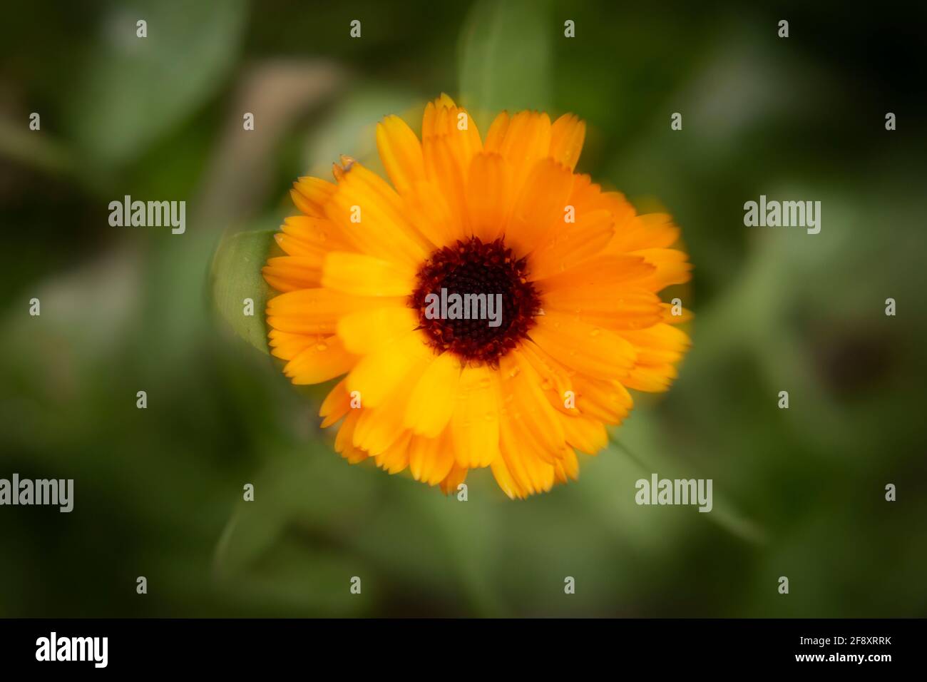 WA19385-00...WASHINGTON -Frühe blühende zusammengesetzte Gartenblume fotografiert mit einem Lensbaby Sweet Spot 50. Stockfoto