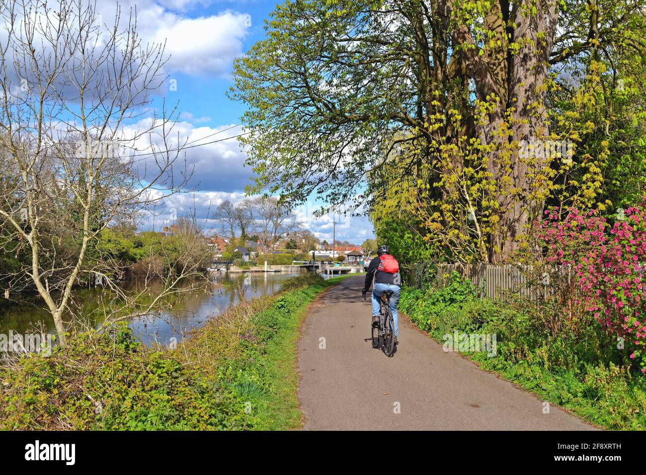 Ein einzelner Radler, der auf dem Abflutweg ein Fahrrad fährt An einem sonnigen Frühlingstag nähert sich Walton an der Schleuse von Sunbury Thames Surrey England Großbritannien Stockfoto