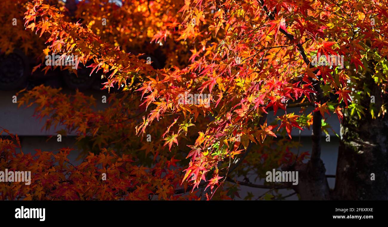 Japanische Ahornblätter in Herbstfarbe, Shinnyo-do Buddhist Temple, Kyoto, Japan Stockfoto