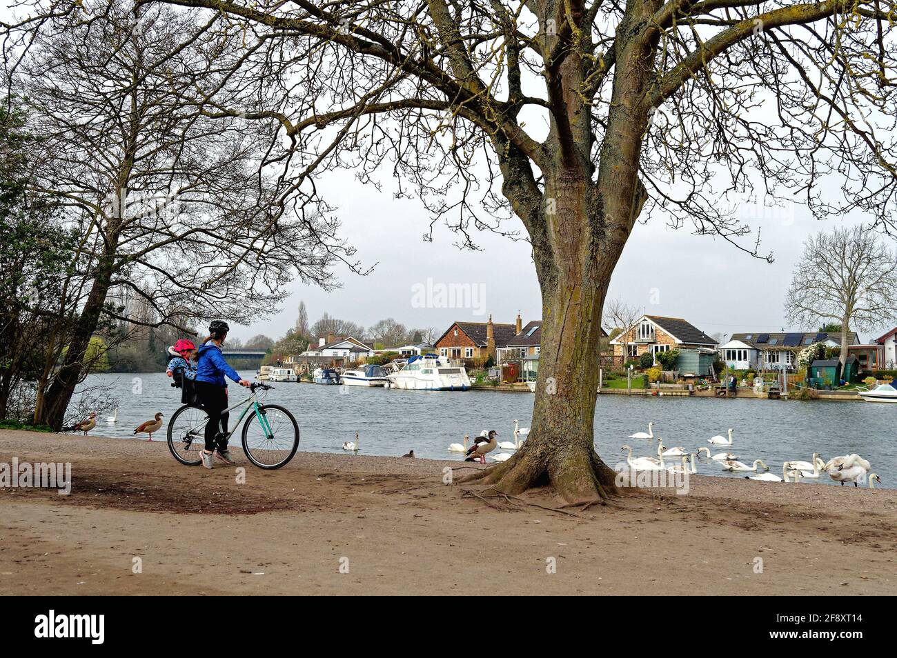 Eine junge Mutter auf dem Fahrrad mit einem Kind, das auf einem Fahrradsitz sitzt und die Schwäne am Flussufer in Walton auf der Themse, Surrey, England, betrachtet Stockfoto