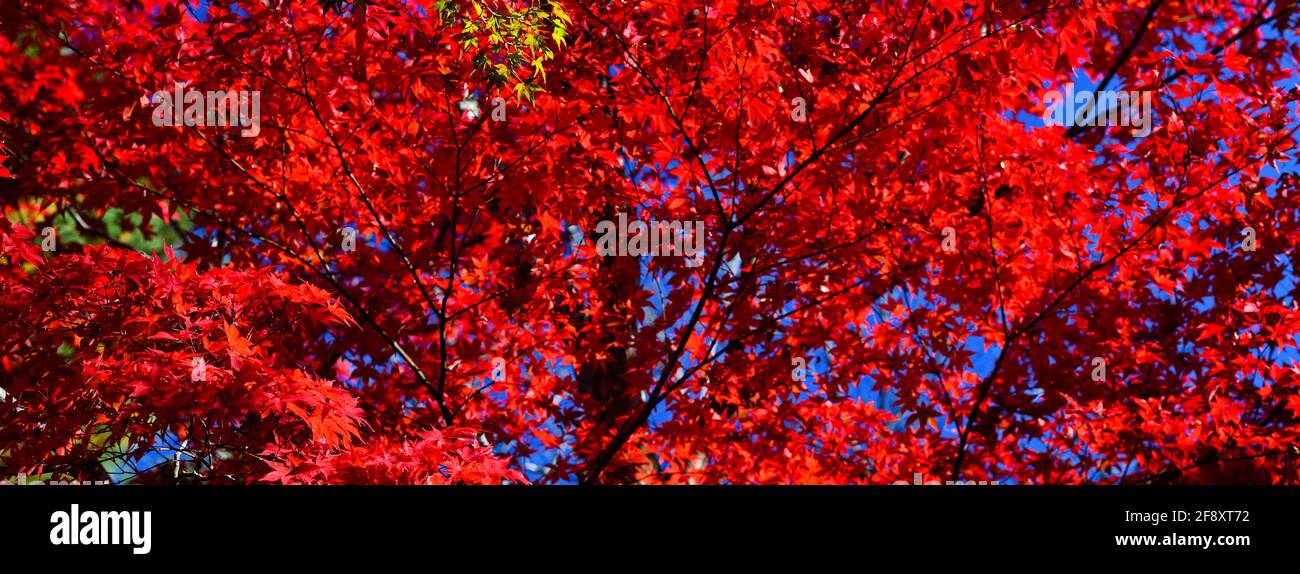 Japanische Ahornblätter in roter Herbstfarbe, Tenryu-ji Buddhist, Kyoto, Japan Stockfoto