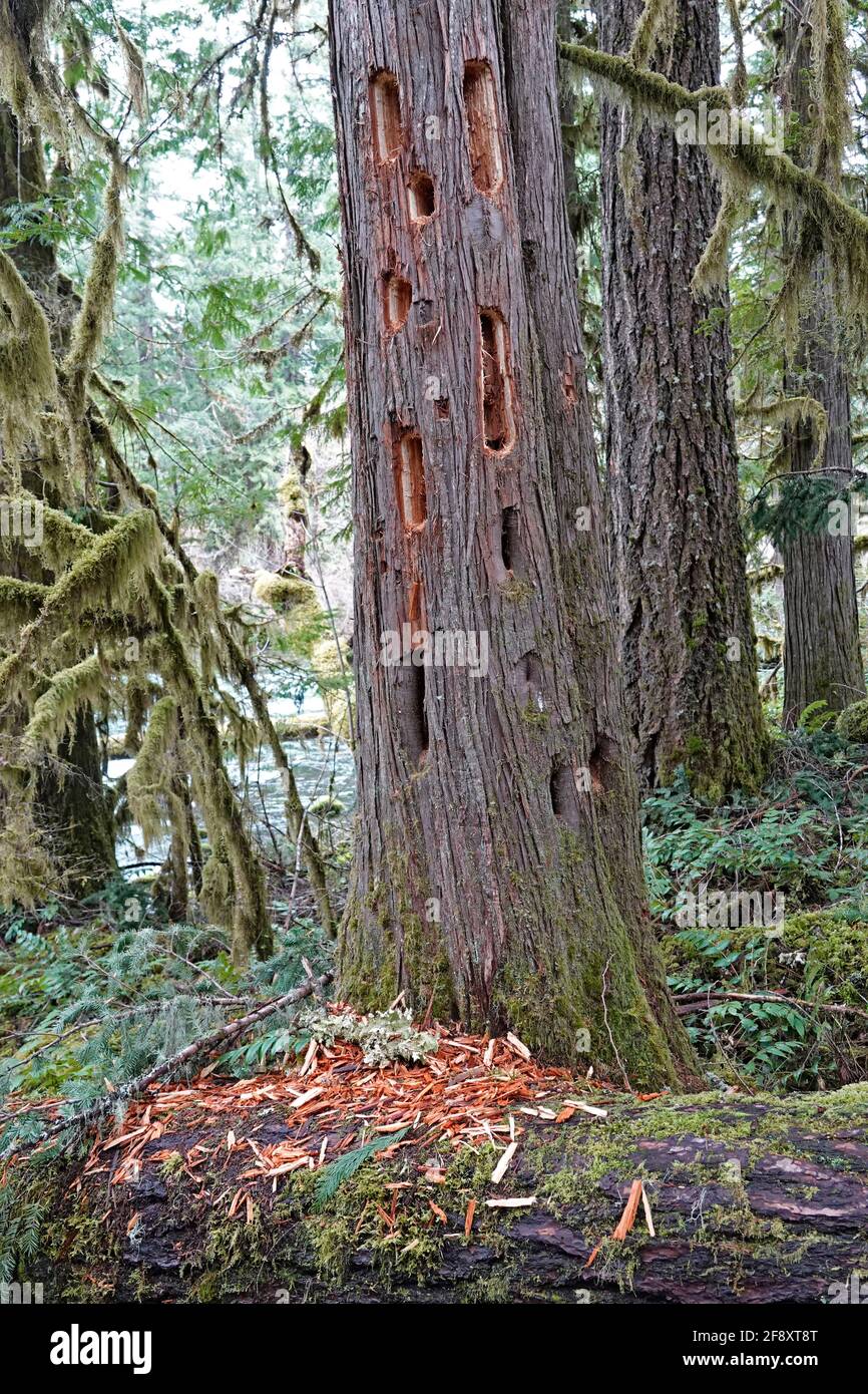 Große Löcher in einem Zedernbaum, der von einem Piletierten Specht, Dryocopus pileatus, im Willamette National Forest am Metolius River in Ore gemacht wurde Stockfoto