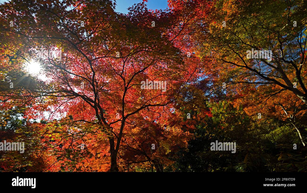Japanische Ahornbäume in Herbstfarbe und Teich, Tenryu-ji Buddhist, Kyoto, Japan Stockfoto