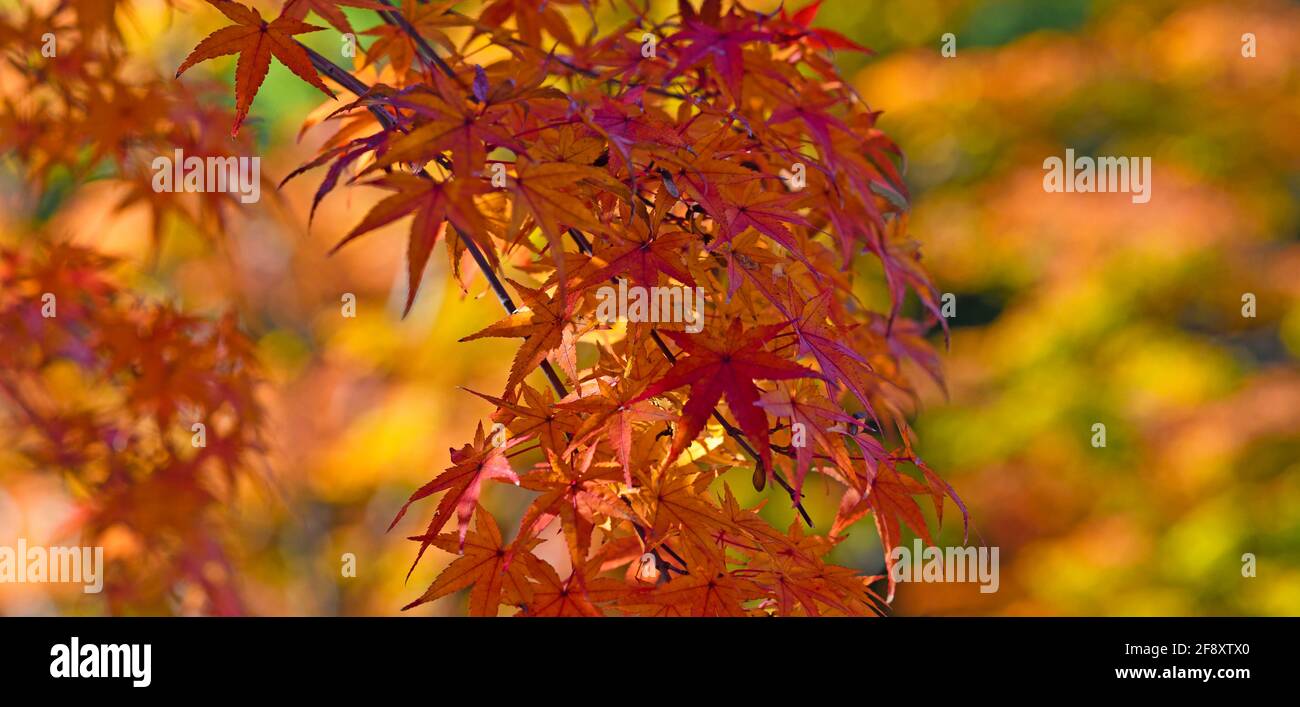 Nahaufnahme japanischer Ahornblätter in Herbstfarben, Kitano Tenmangu Shrine, Kyoto, Japan Stockfoto