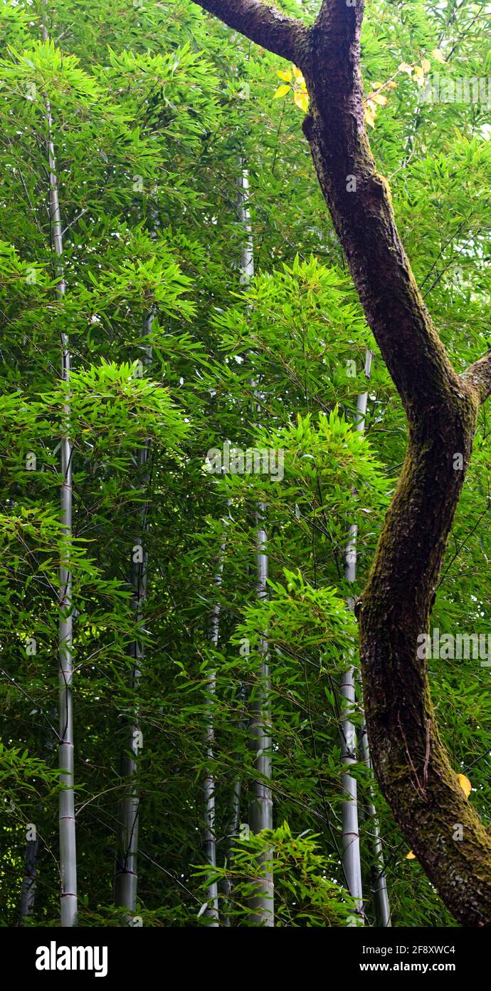 Grüner Bambushain und Baumstamm, Chion-in Tempel, Kyoto, Japan Stockfoto