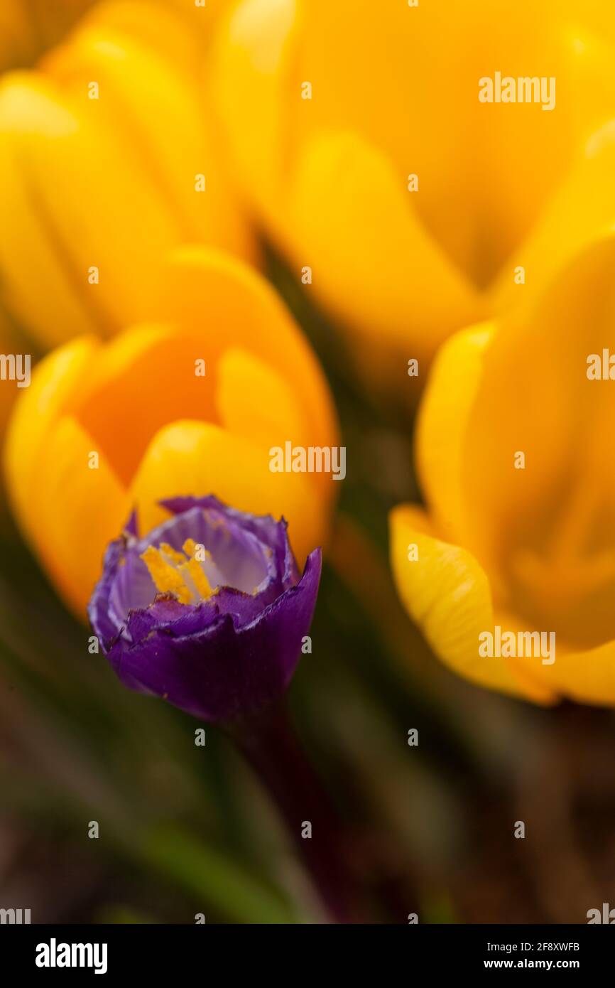 WA19398-00...WASHINGTON - EIN einziger purpurner Krokus und ein Feld von gelben croci, die im späten Winter blühen. Stockfoto