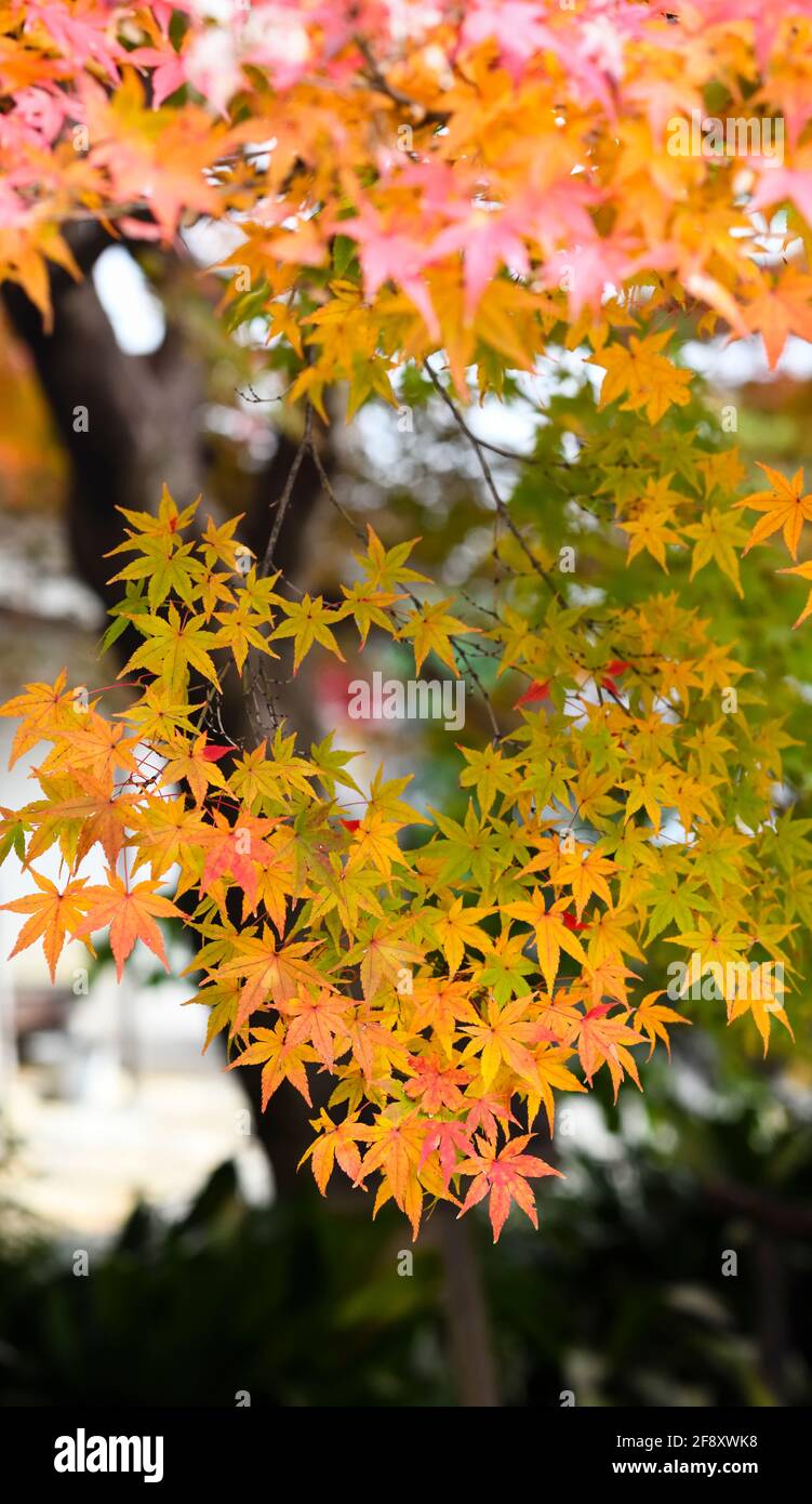 Japanische Ahornblätter in Herbstfarben, Chion-in Tempel, Kyoto, Japan Stockfoto