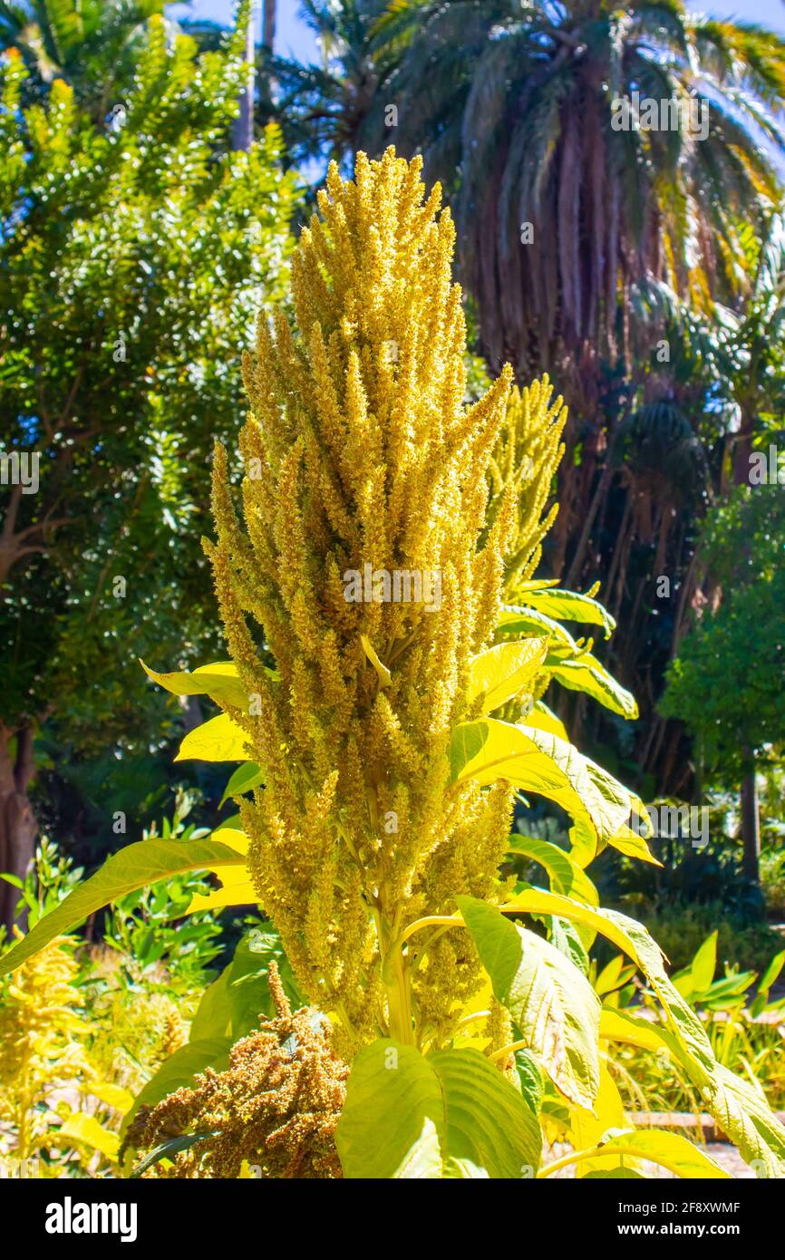 Stellenbosch University Botanical Garden, Kapstadt, Südafrika 08-04-2021 große gelbe Pflanze, die sich im Sonnenlicht in einem Garten sonnt. Stockfoto