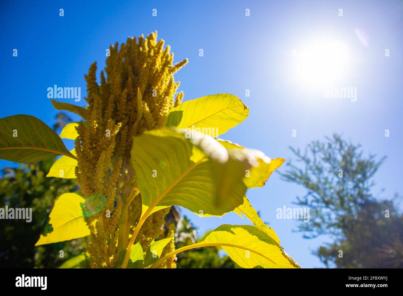 Stellenbosch University Botanical Garden, Kapstadt, Südafrika 08-04-2021 große gelbe Pflanze, die sich im Sonnenlicht in einem Garten sonnt. Stockfoto