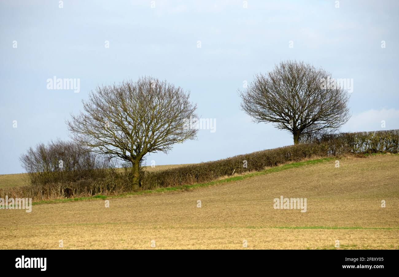 Bäume im Frühling, angrenzend an ein frisch gesät Feld Stockfoto