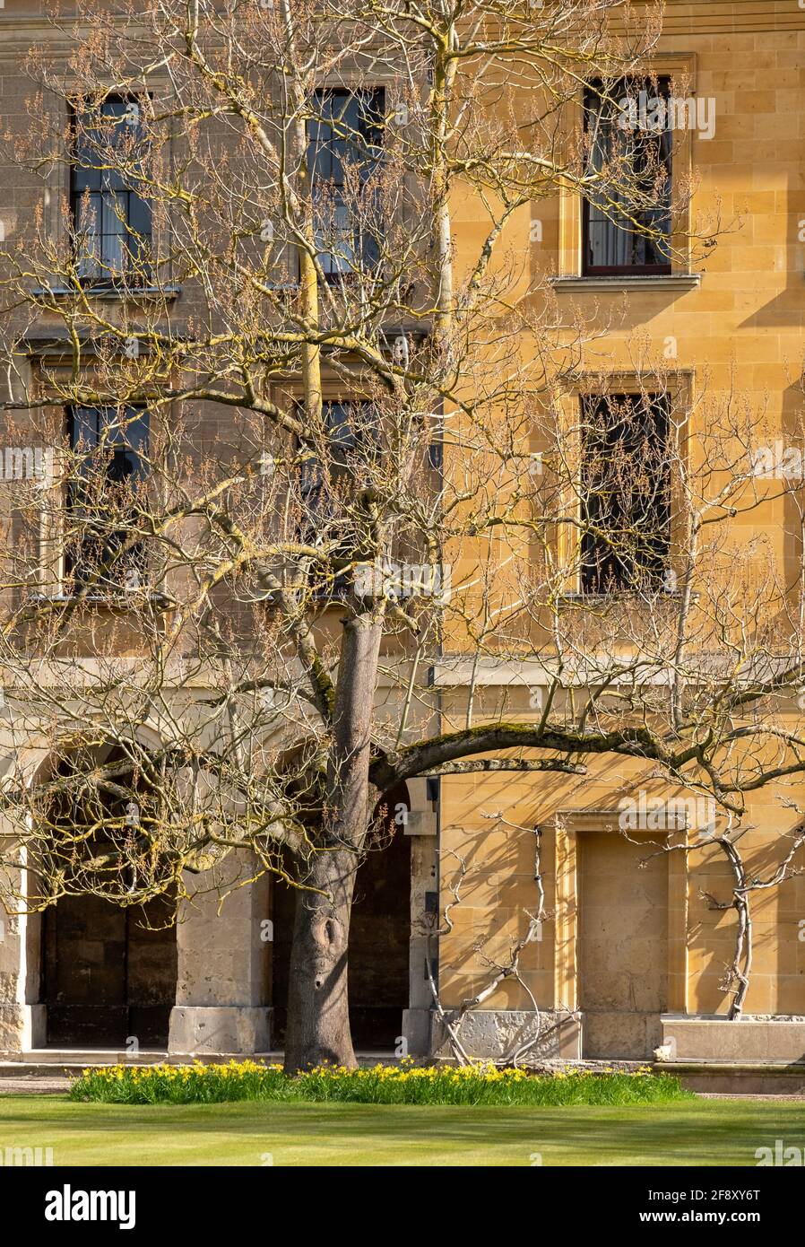 Ockerfarbenes neues Gebäude, erbaut in der georgischen Ära auf dem Campus am Magdalen College, University of Oxford, Großbritannien. Stockfoto