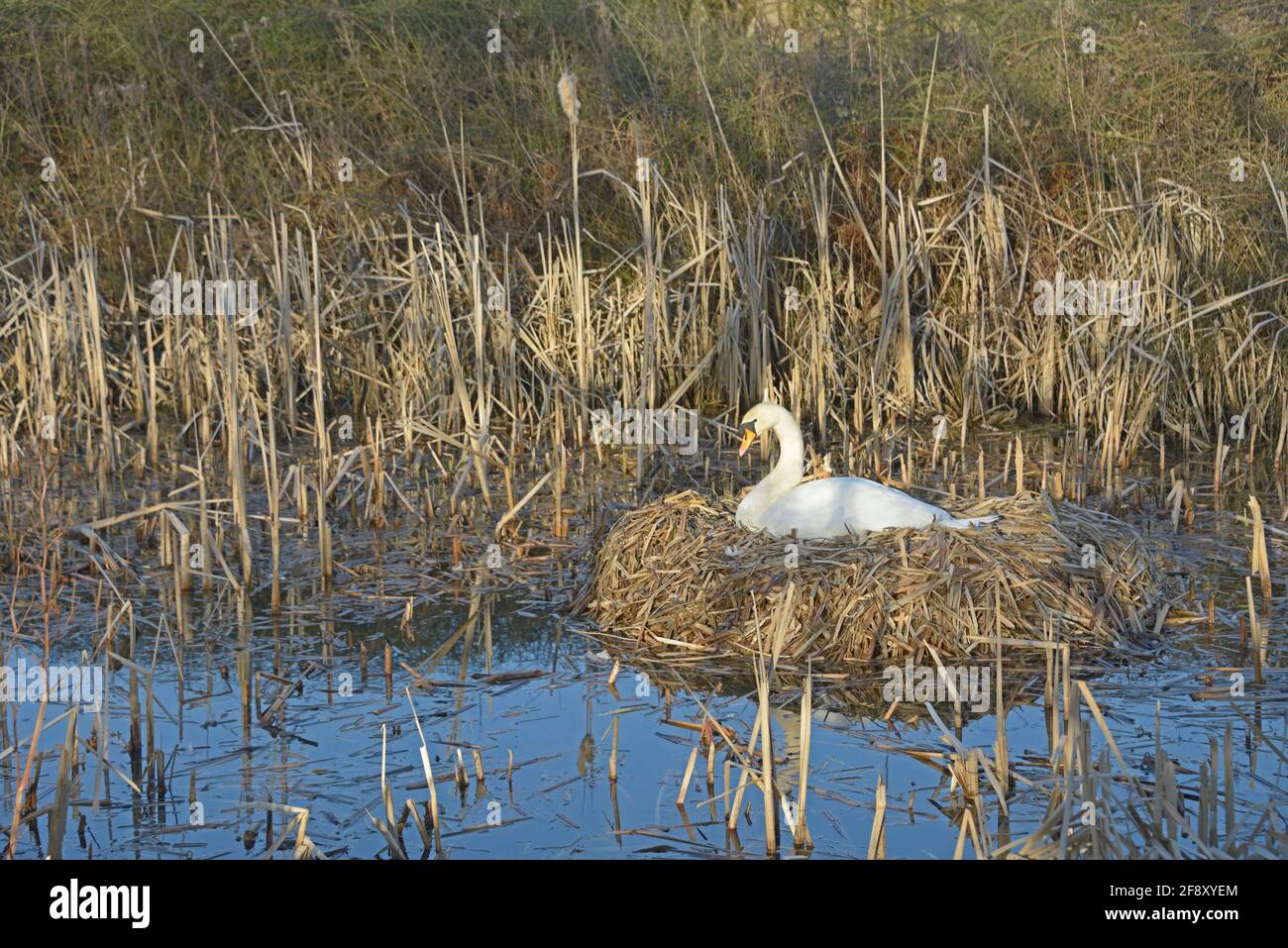 Nesting Swan, in der Nähe von Cossall, Notts Stockfoto