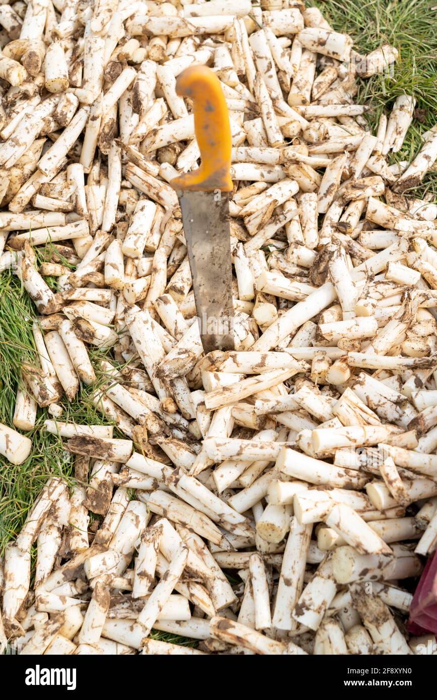 Spargelernte im Rheinland arbeiten Spargelgräber auf einem mit Plastikfolie bedeckten Spargelfeld, um den Spargel besser zu züchten Stockfoto