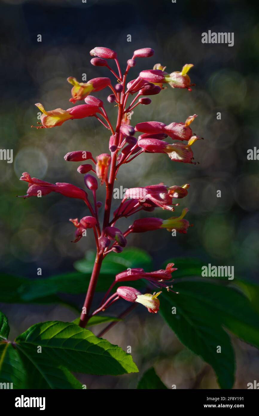 wildblumen, Röhrenform, Natur, Red buckeye, Aesculus pavia, Nahaufnahme, Ichetucknee Springs State Park, Florida, Fort White, FL, Frühling Stockfoto