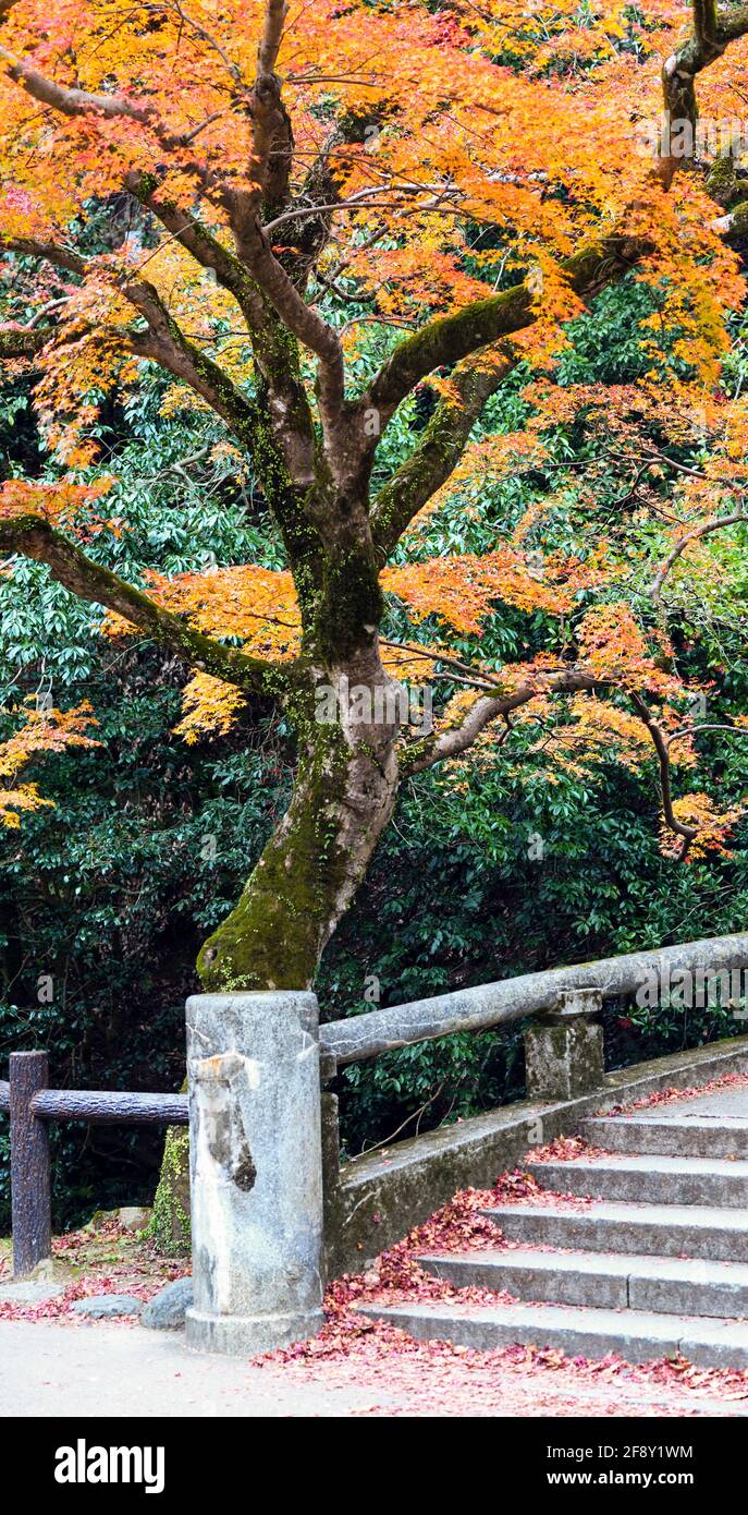 Treppen und Bäume in Herbstfarben, Minoh Falls Pathway, Minoh Park, Osaka, Japan Stockfoto