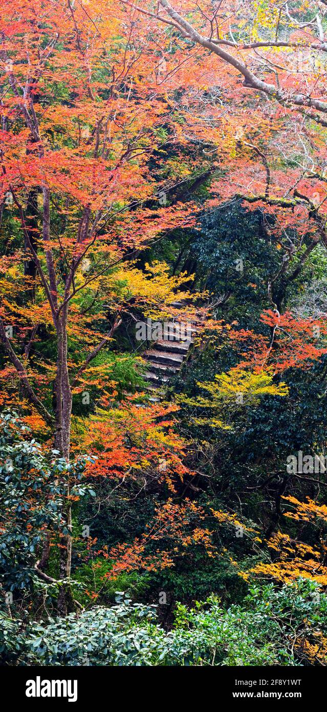 Landschaft mit Bäumen in Herbstfarben, Minoh Falls Pathway, Minoh Park, Osaka, Japan Stockfoto