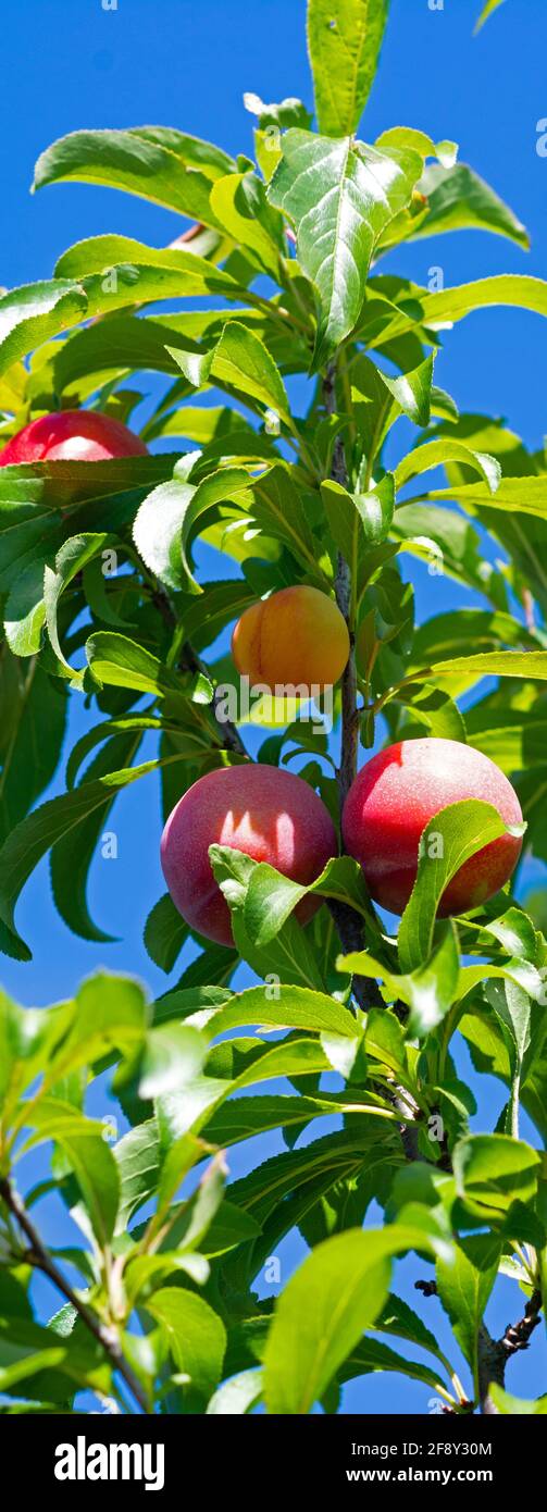 Nahaufnahme von reifenden Pflaumenfrüchten am Baum, Pinole, Kalifornien, USA Stockfoto