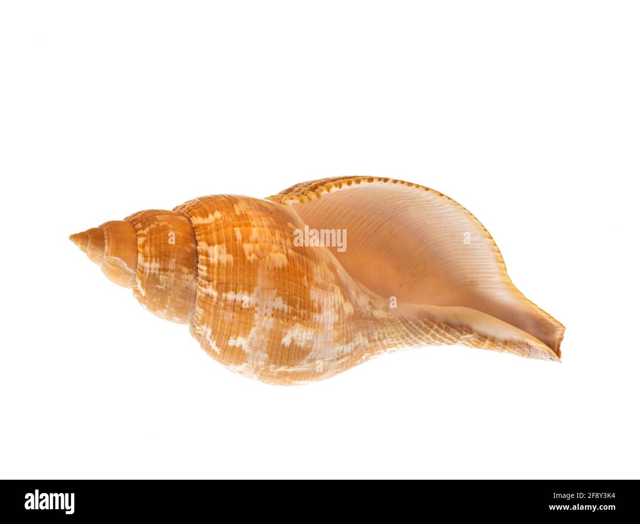 Seashell vor weißem Hintergrund Stockfoto