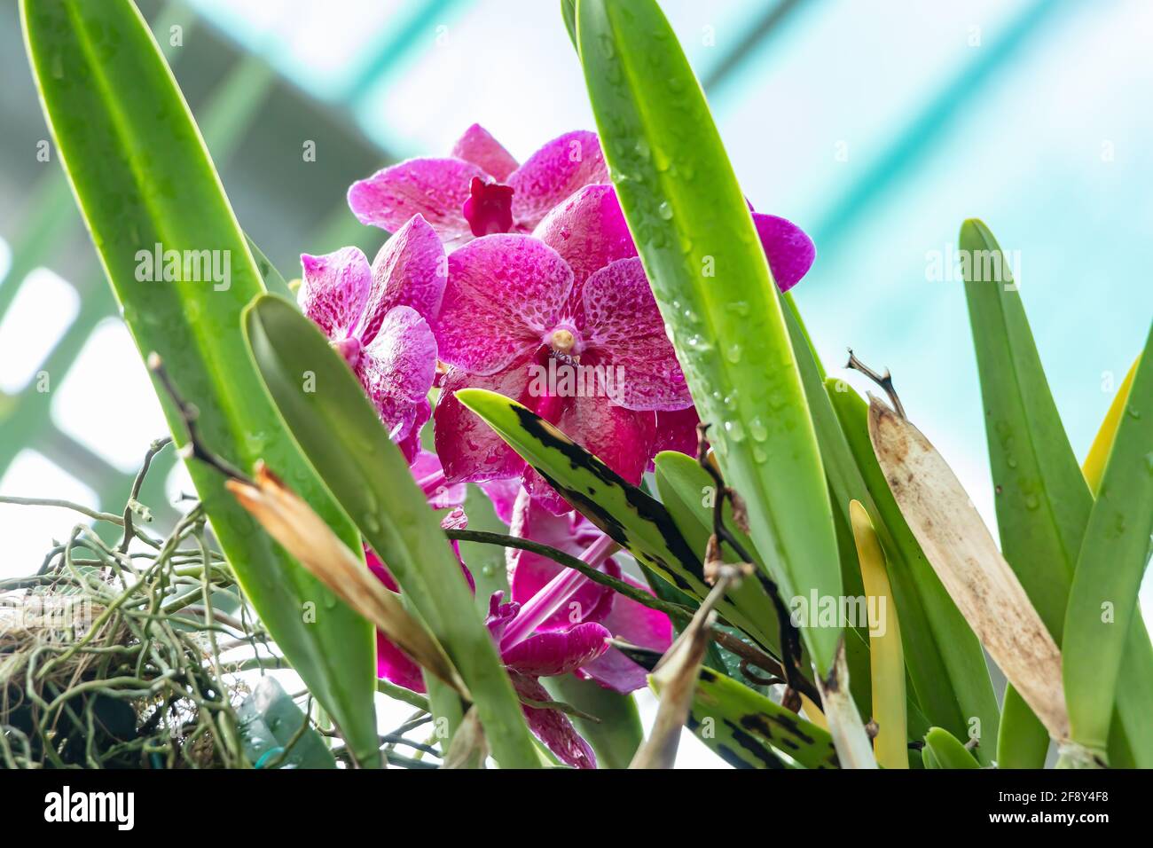 Ascocenda Princess mikasa pink, Asco Royal Sapphire x Vanda coerulea, Ascocenda, ist eine vom Menschen hergestellte hybride Orchideengattung, die aus einer Kreuzung zwischen Asco resultiert Stockfoto