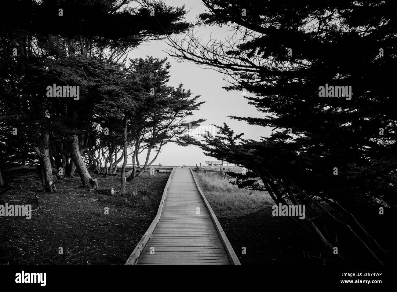 Bäume entlang Holzweg in schwarz und weiß, Fort Bragg, Kalifornien, USA Stockfoto