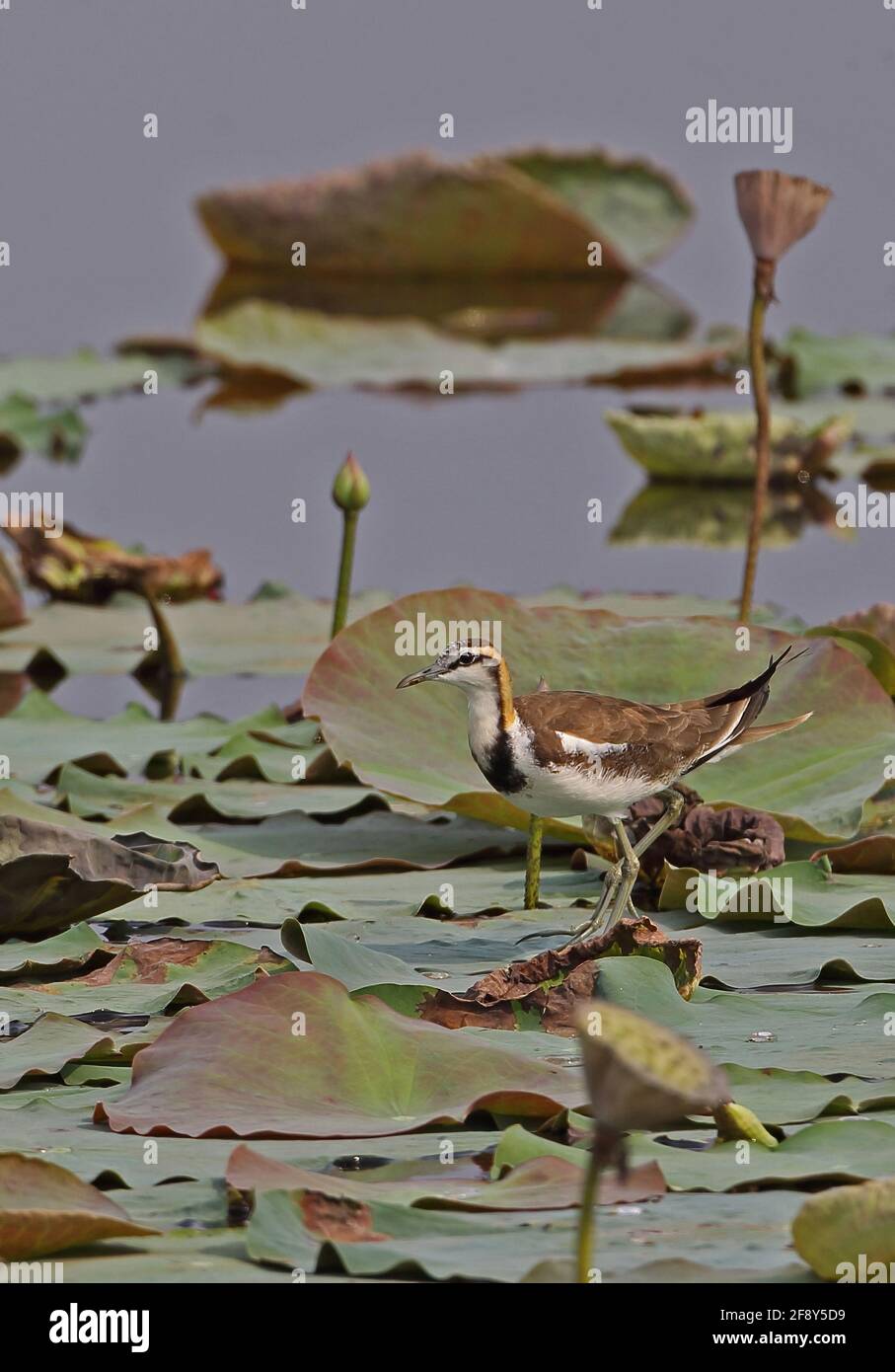 Der Fesselschwanz-Jacana (Hydrophasianus chirurgus) ist im nicht-brütenden Gefieder erwachsen und läuft auf Wasserlillies Ang Trapaeng Thmor, Kambodscha Januar Stockfoto