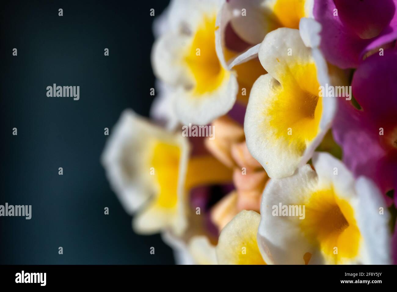 Nahaufnahme der lebhaften Lantana Camara-Blume, Seitenansicht der unfokussierte Makrofotografie. Tropische Blume im Sonnenschein für Frühlings- oder Sommerpflanzenkonzepte. Stockfoto