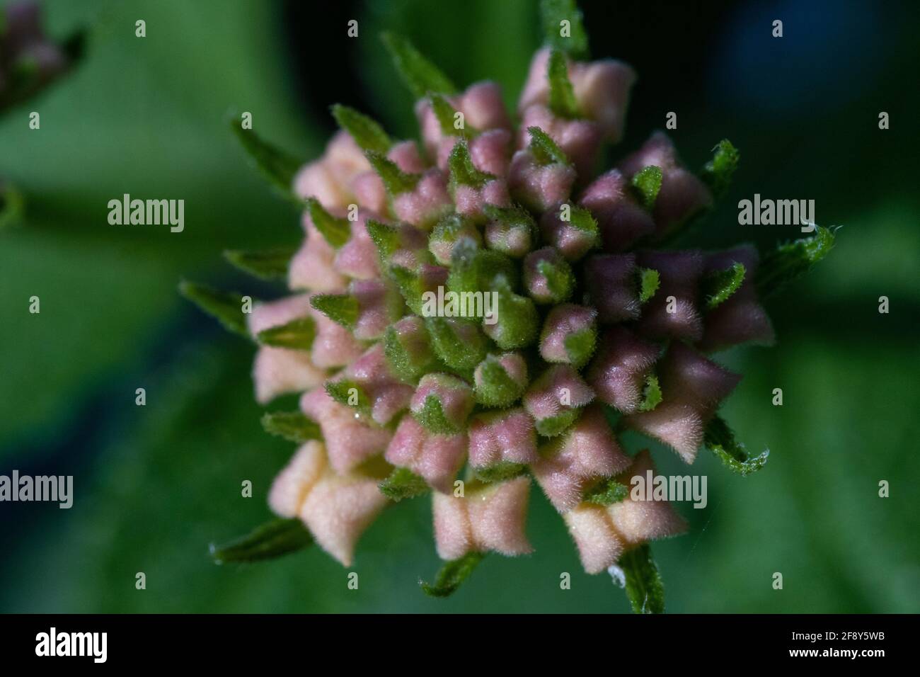 Draufsicht auf den lebendigen Lantana Kamara Blumenring Draufsicht Makrofotografie ganz nah. Tropische Blume blüht nicht. Stockfoto