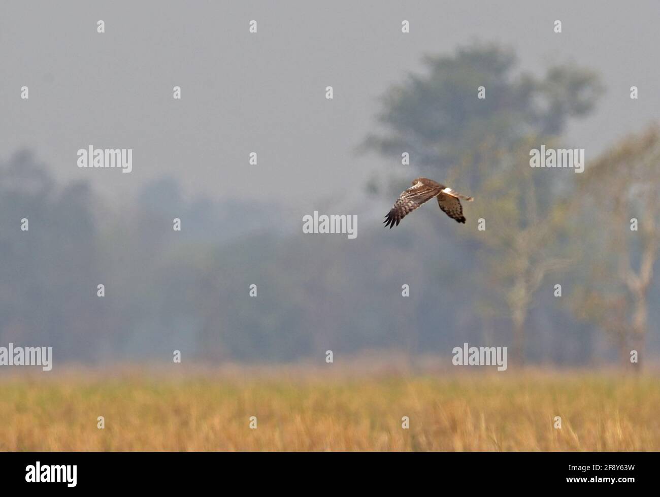 Pied Harrier (Circus melanoleucos) Erwachsene weibliche Jagd über Paddlyfelder Kambodscha Januar Stockfoto